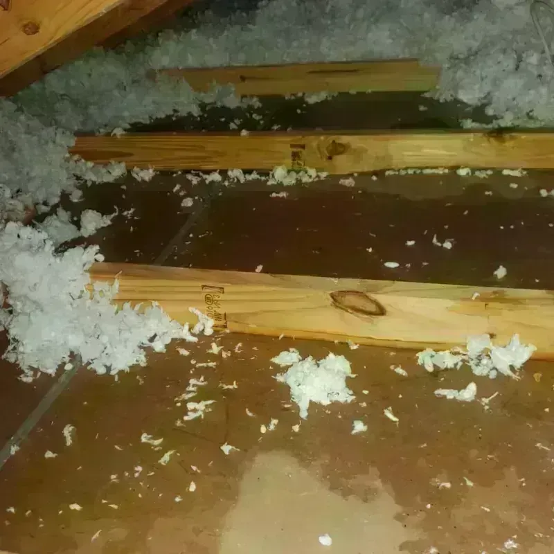 Attic Water Damage in Paloma Creek South, TX