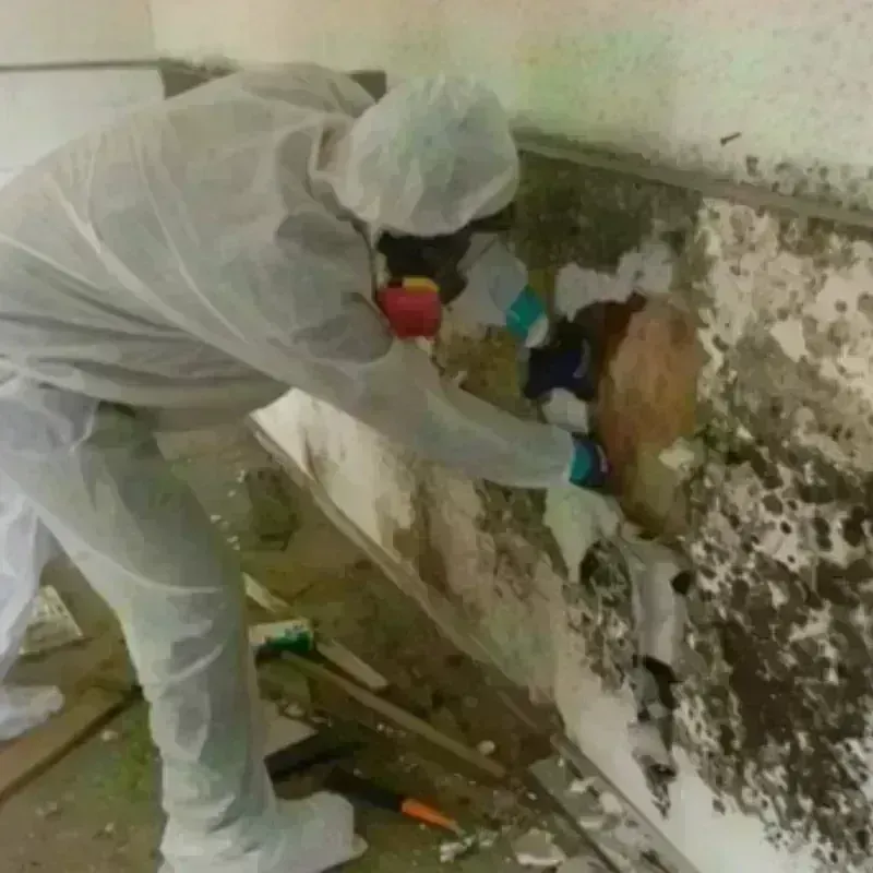 Mold Remediation and Removal in Paloma Creek South, TX